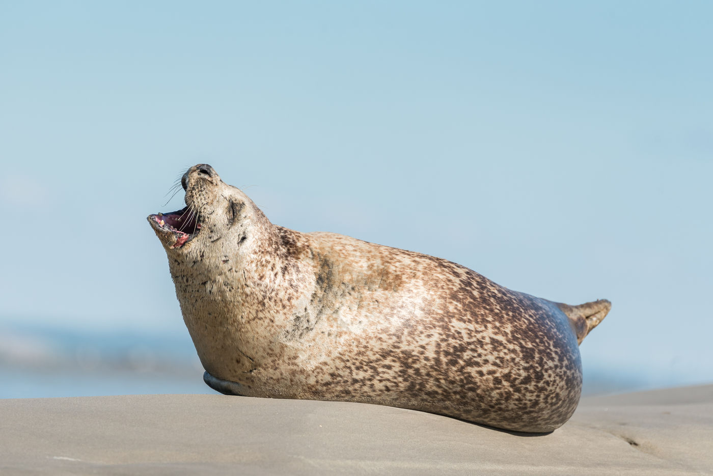 Een zeehond heeft venijnige kaken. © Sandy Spaenhoven