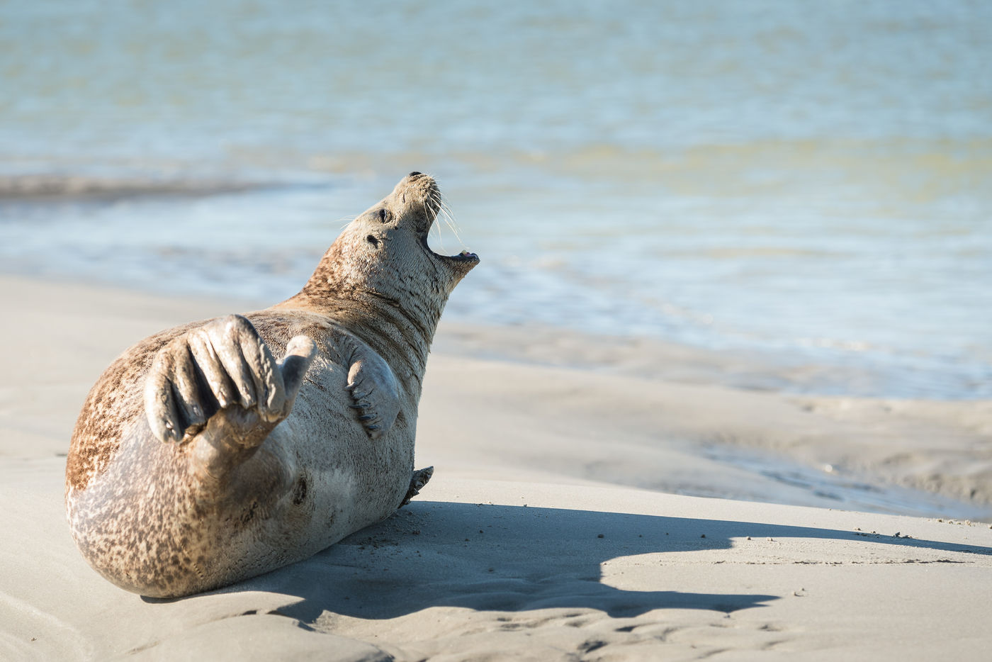 Een zeehond ligt op te drogen in de zon. © Sandy Spaenhoven