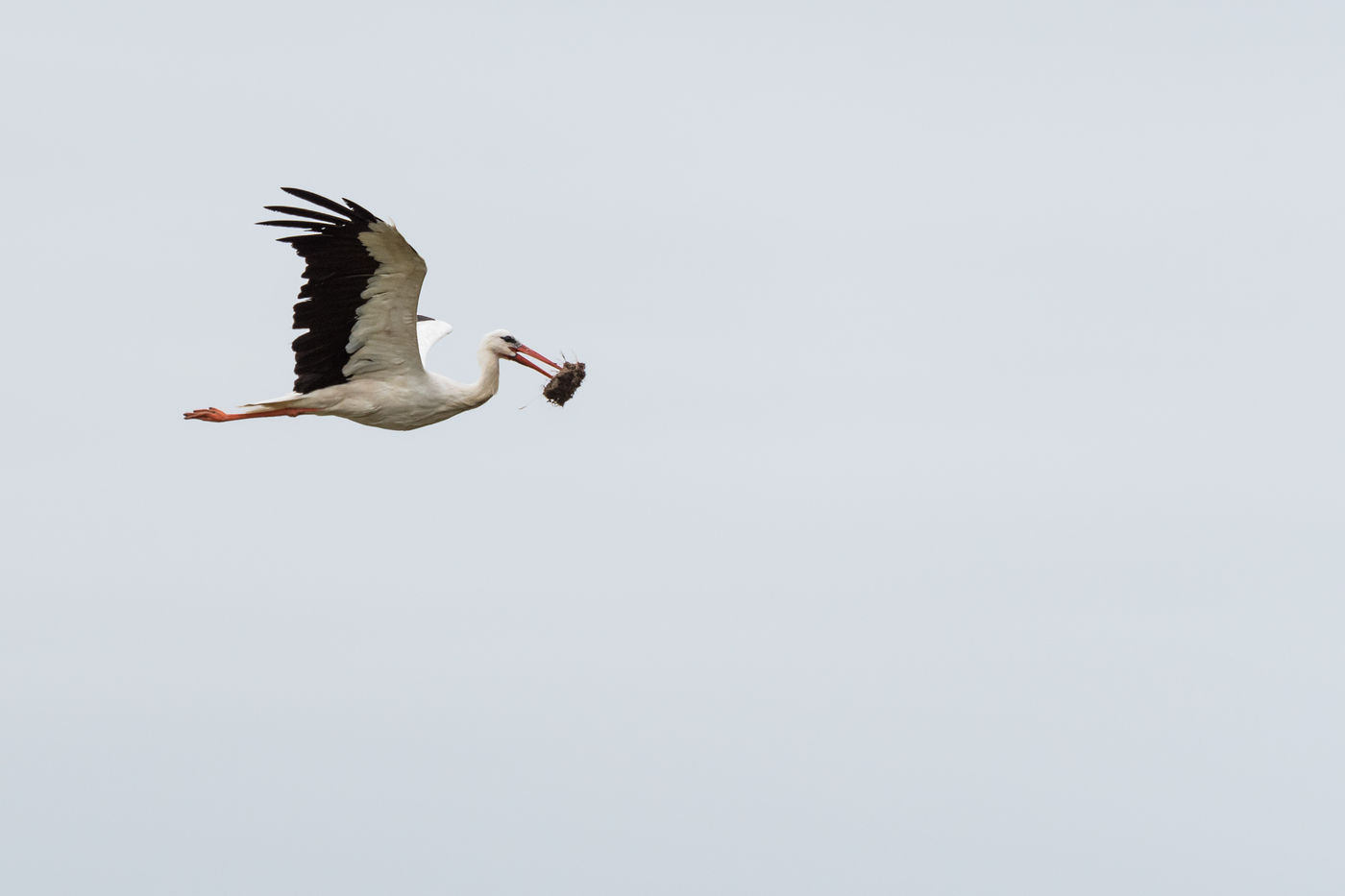 Een ooievaar vliegt met z'n prooi naar het nest. © Sandy Spaenhoven