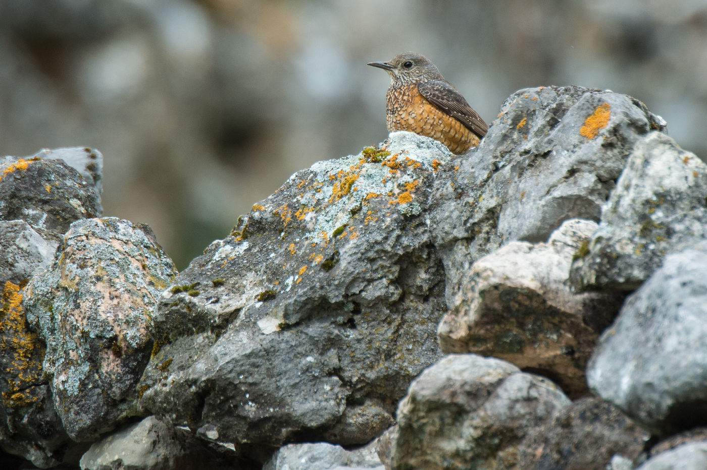 Een rode rotslijster is net aangekomen uit de overwinteringsgebieden. © Billy Herman