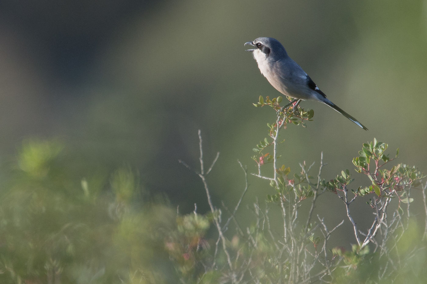 Iberische klapeksters zijn de bewakers van de wegbermen, en de schrik van elk klein vogeltje of reptiel. © Billy Herman