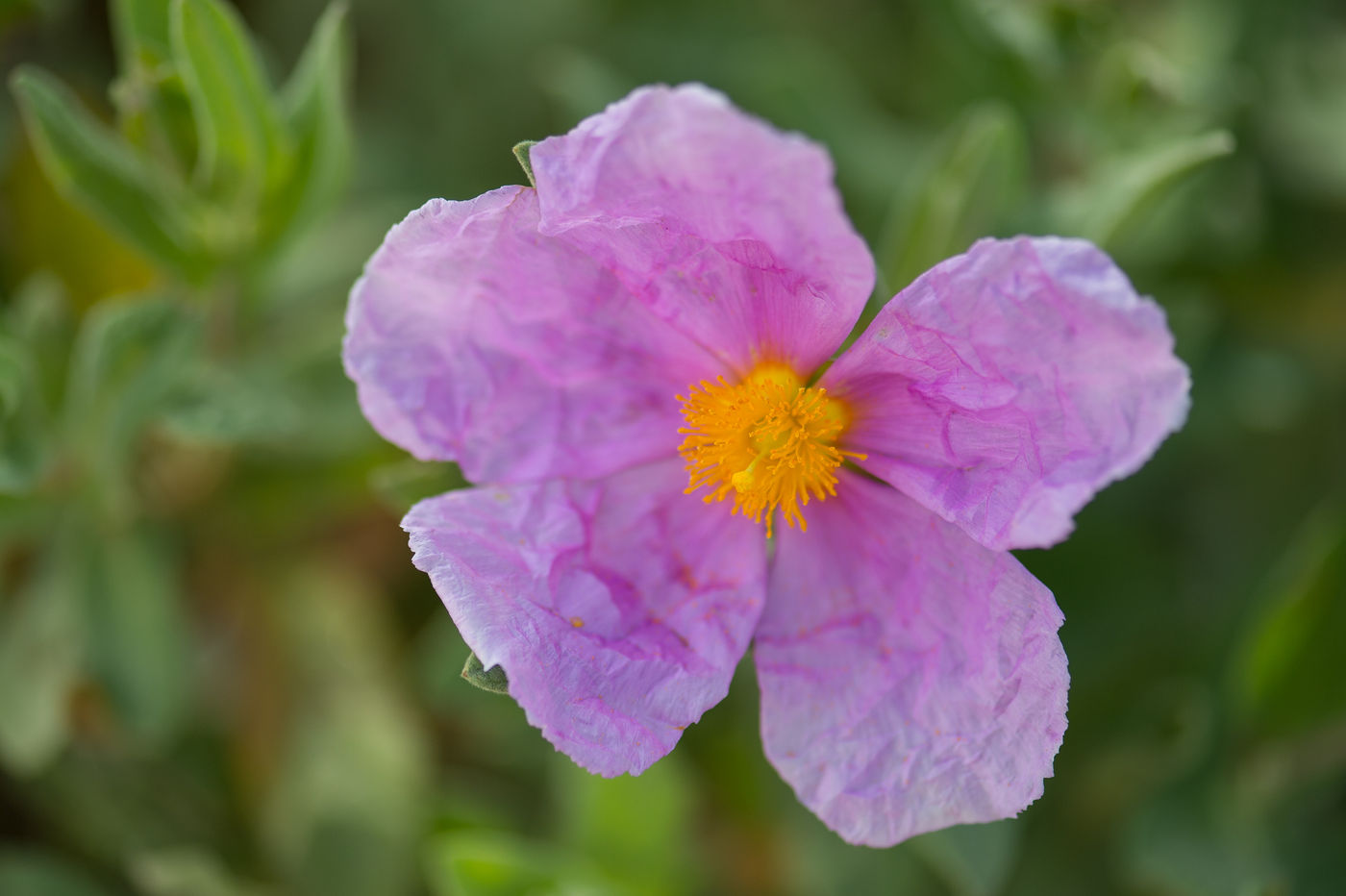 We zien met regelmaat prachtige voorjaarsflora zoals deze cystus. © Billy Herman