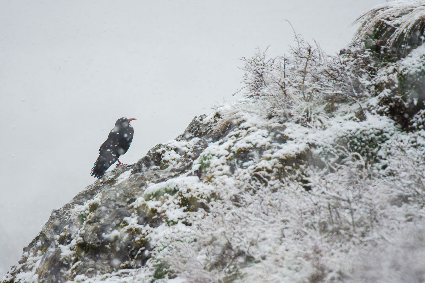 Een Alpenkraai doorstaat een plotse sneeuwbui. © Billy Herman