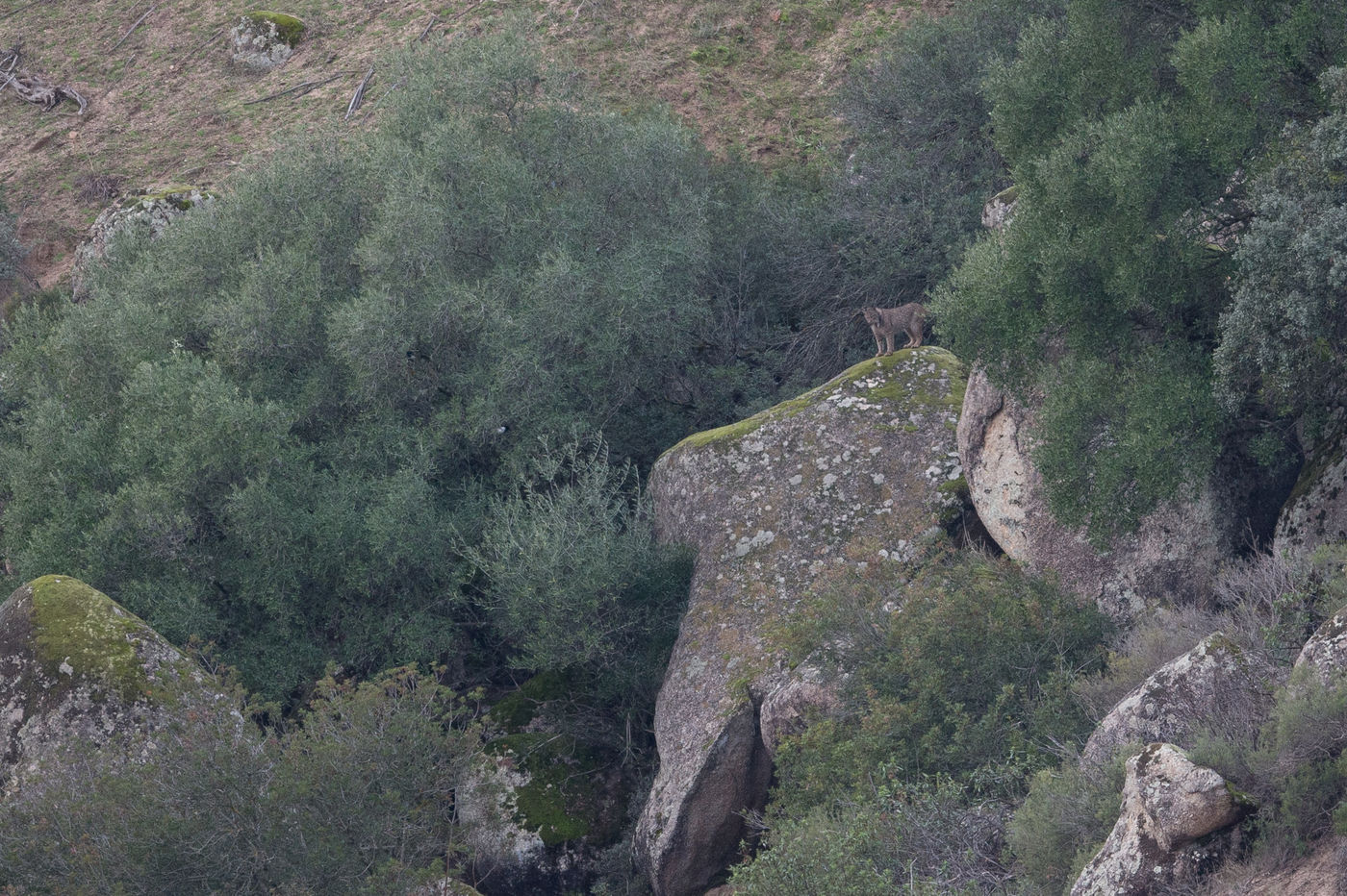 Iberische lynx in zijn territorium! © Billy Herman