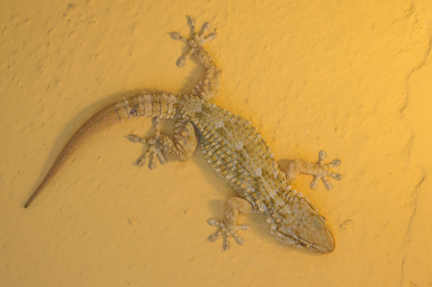 L'aisance d'escalade des geckos est surprenante © Billy Herman