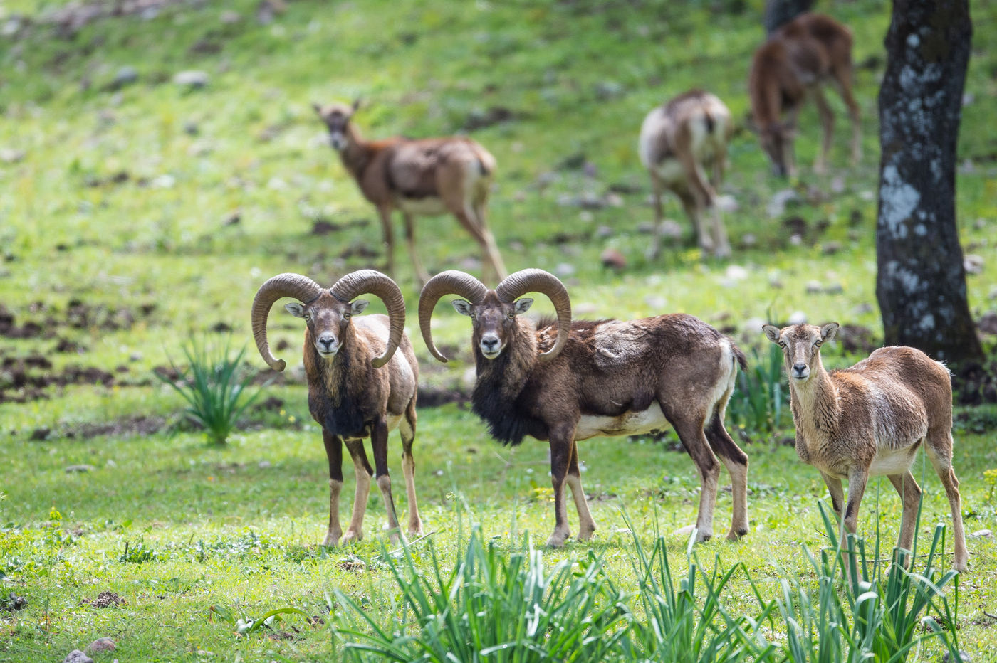 Vous voulez observez le mouflon ? C'est possible ! © Billy Herman