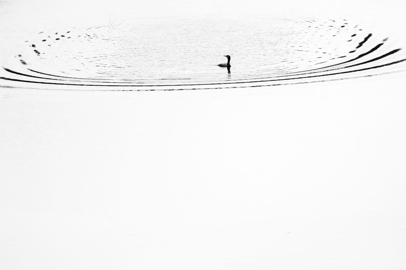 Le pêcheur d'eau douce © Billy Herman