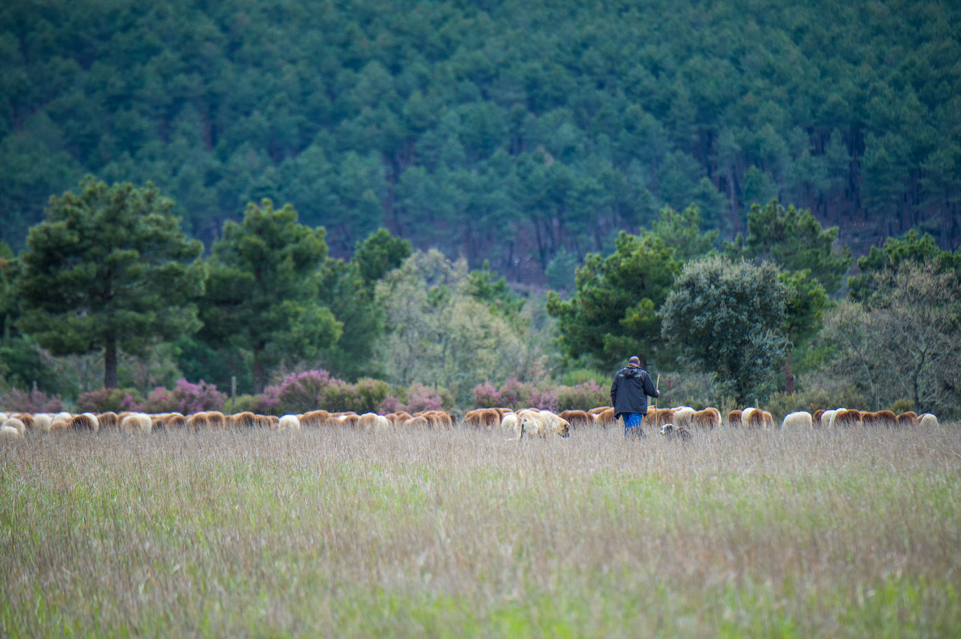 Een lokale herder. © Billy Herman