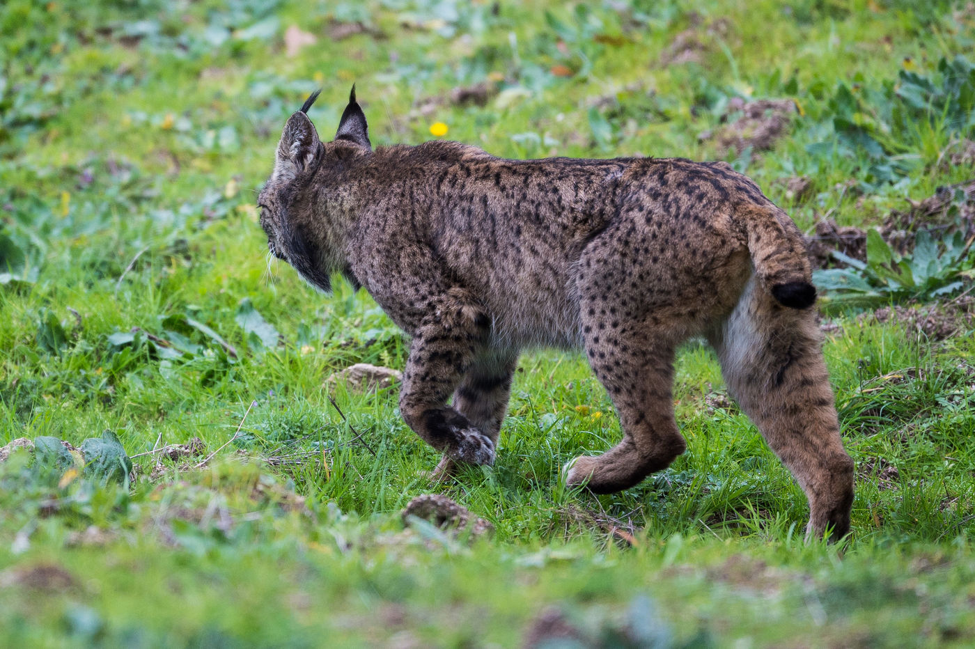 Een Iberische lynx loopt het pad over. © Billy Herman