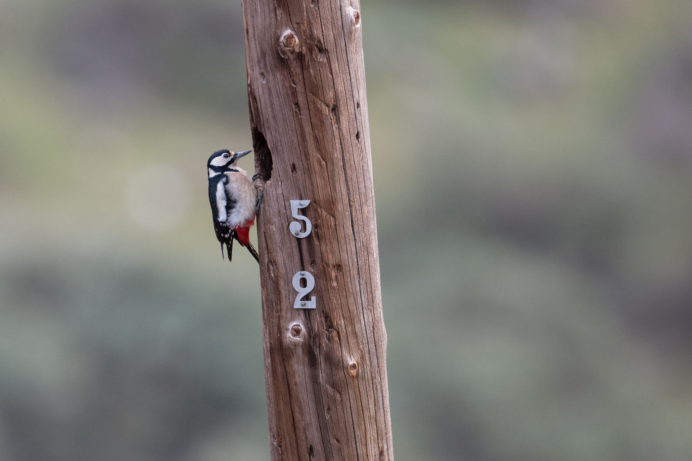 Le pic épeiche est un oiseau très courant, comme ce piquet a pu le constater... © Billy Herman