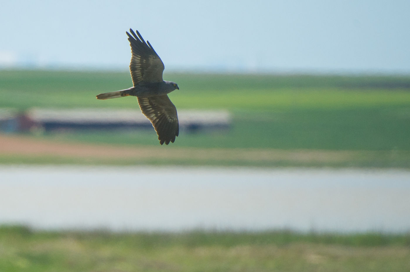 Grauwe kiekendieven tonen soms een melanistisch verenkleed, met name in het zuiden van Spanje, zoals deze vogel. © Billy Herman