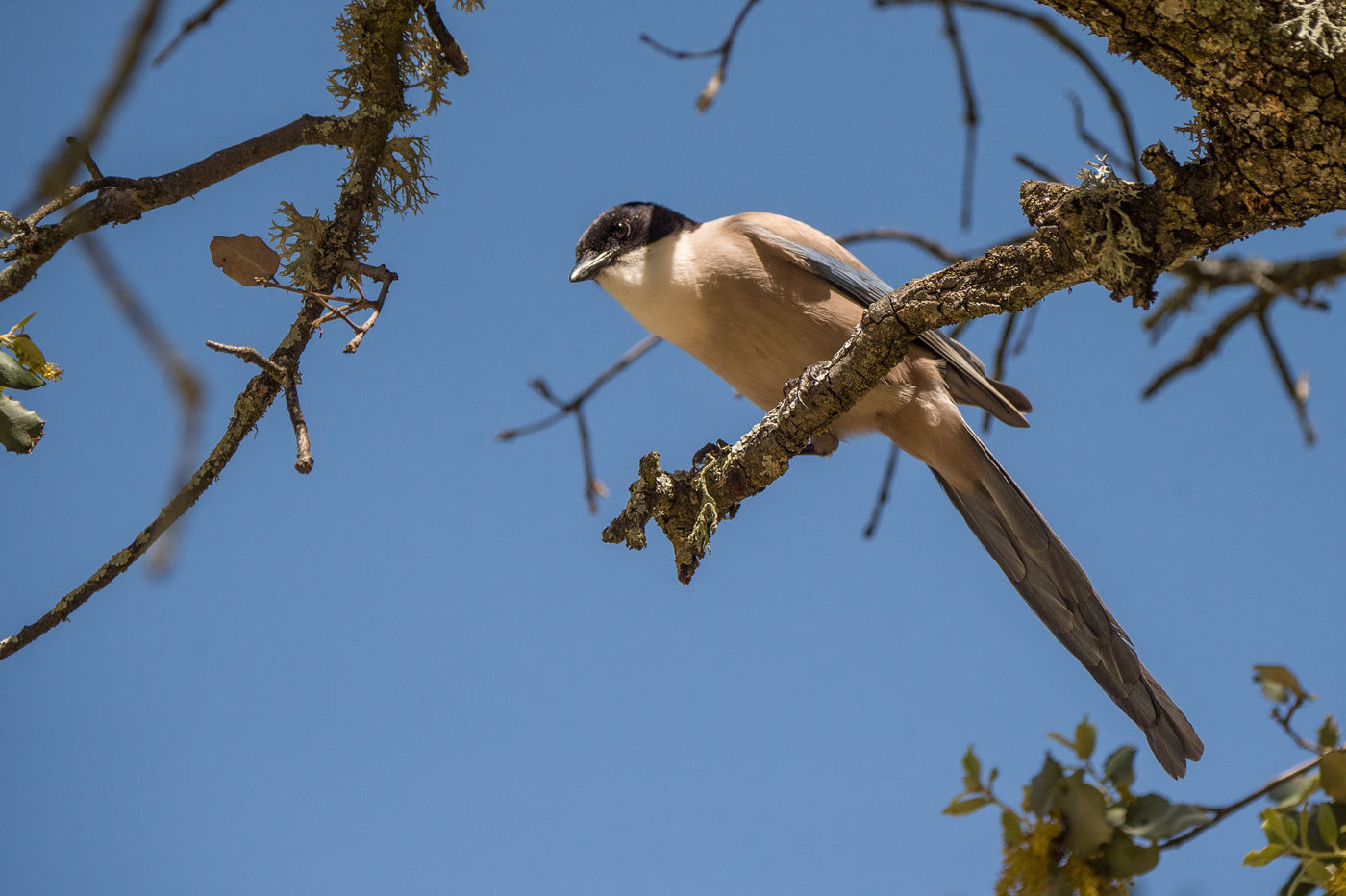 Blauwe eksters hebben een bijzonder verspreidingsgebied en komen naast Spanje ook in China voor. © Billy Herman