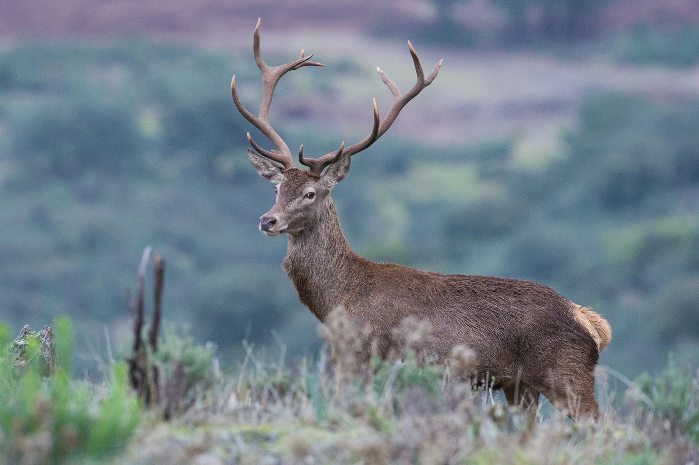 Les espèces de mammifères sont nombreuses en Espagne © Billy Herman