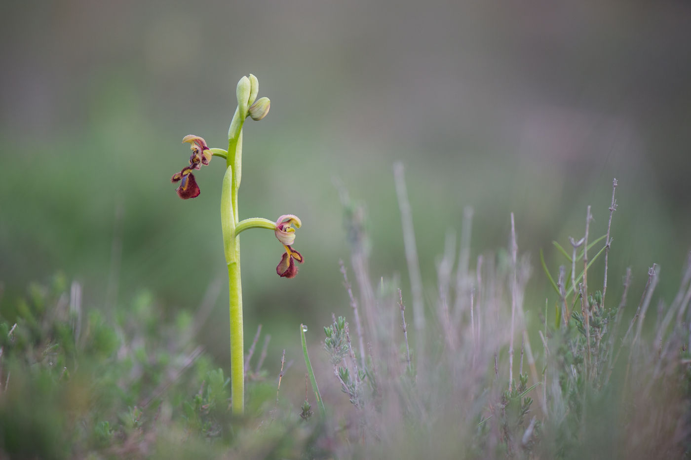 Een spinnenorchis ontluikt... © Billy Herman