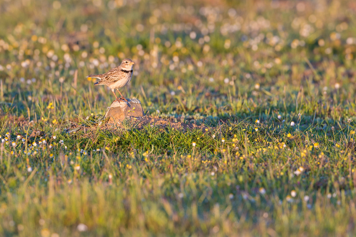 Een kalanderleeuwerik heeft het naar z'n zin op de steppes in Spanje. © Billy Herman