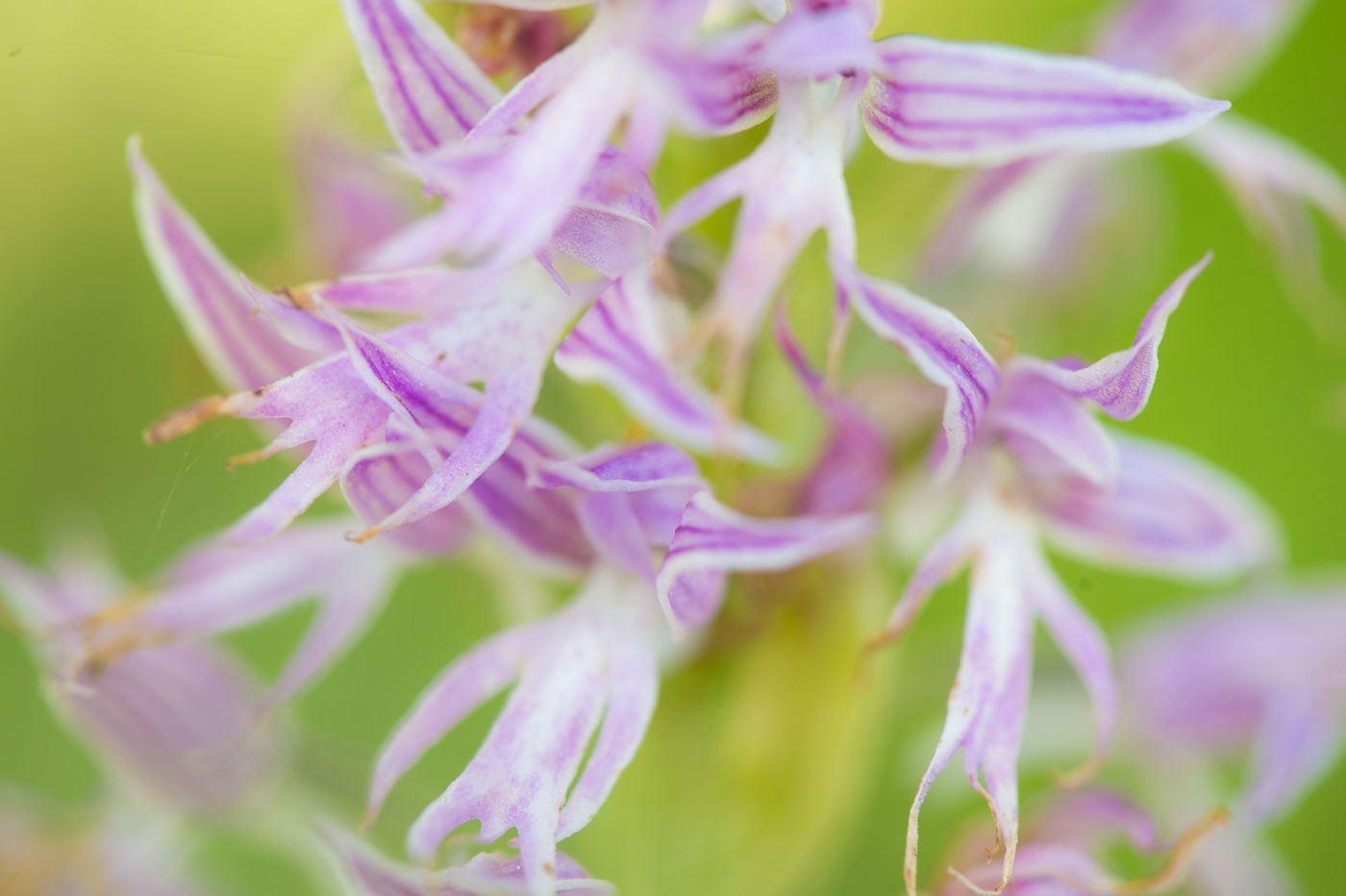 Een detailfoto van één van de talrijke orchideeën. © Billy Herman