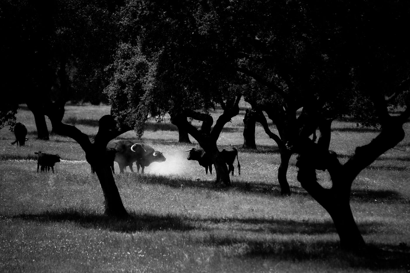 Zwart-witbeeld van enkele runderen. © Billy Herman