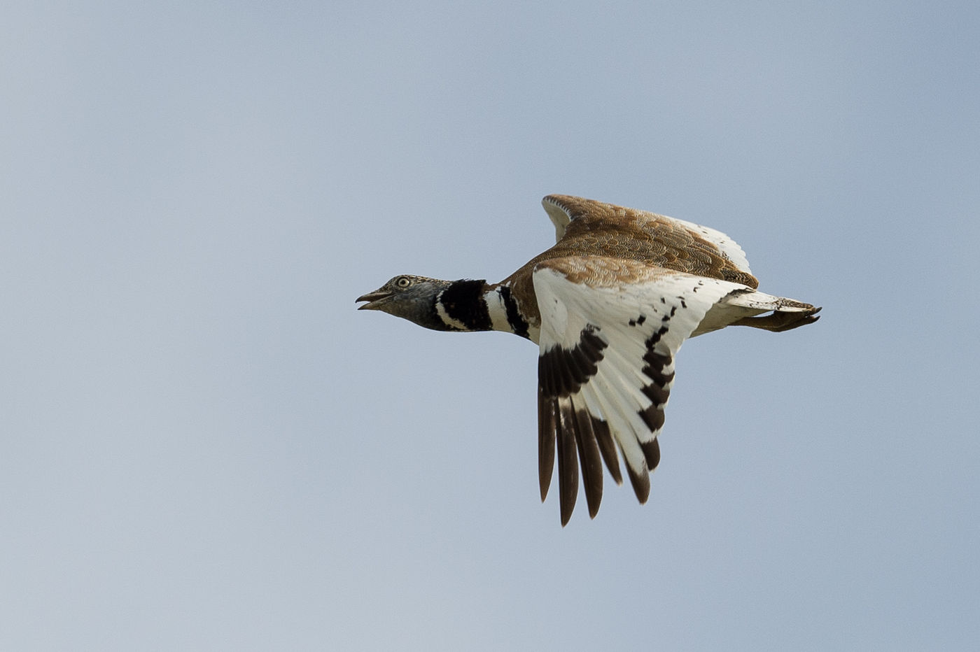 Een mannetje kleine trap vliegt roepend over de vlakte. © Billy Herman