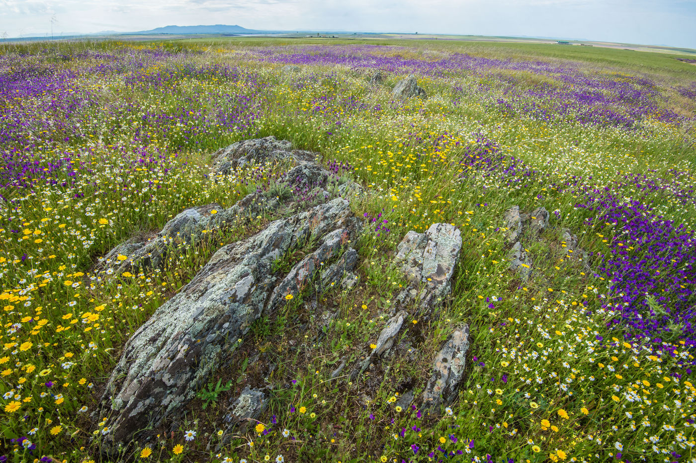 Een sfeerbeeld van de voorjaarsflora. © Billy Herman