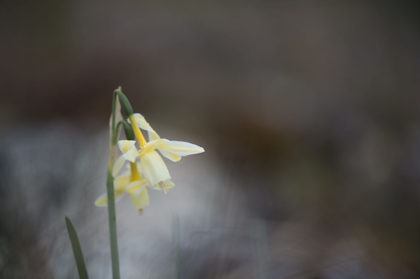 Wilde narcis. © Billy Herman