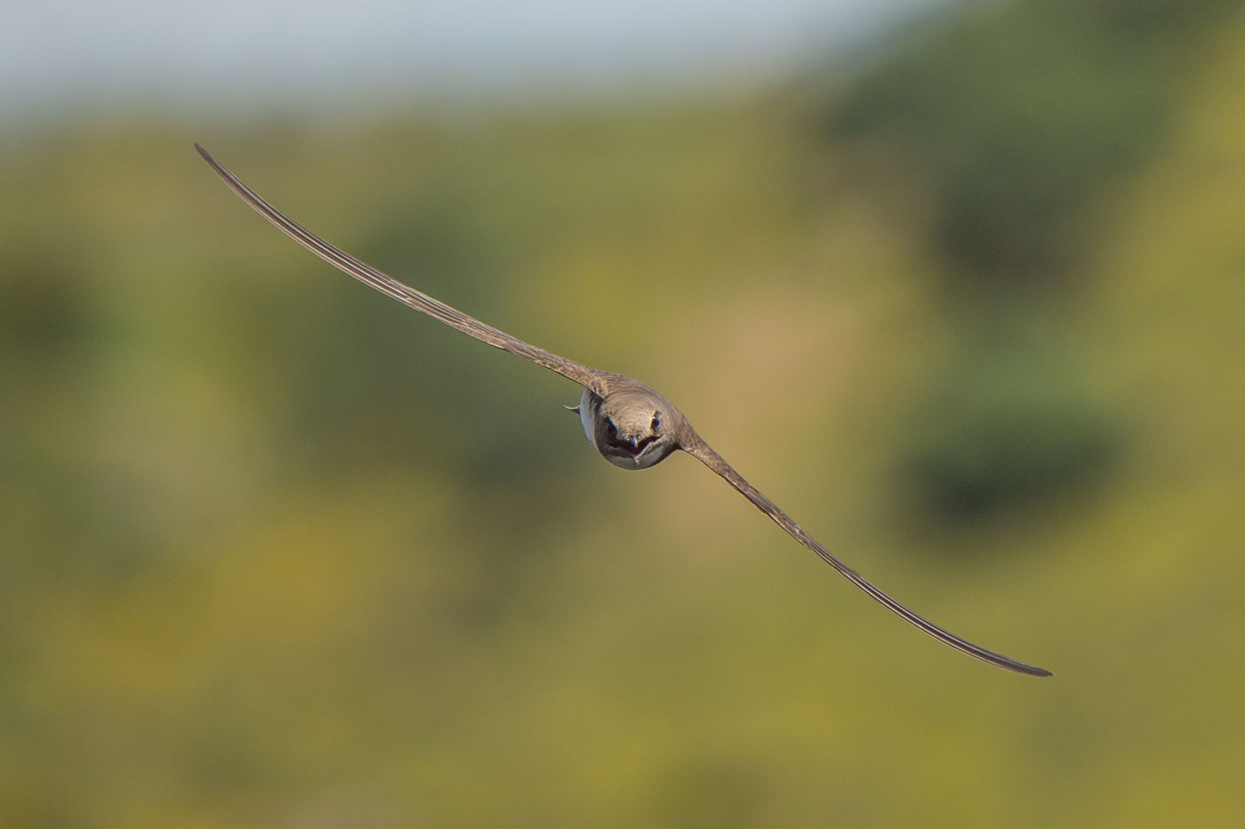 Alpengierzwaluwen fotograferen is niet gemakkelijk. © Billy Herman