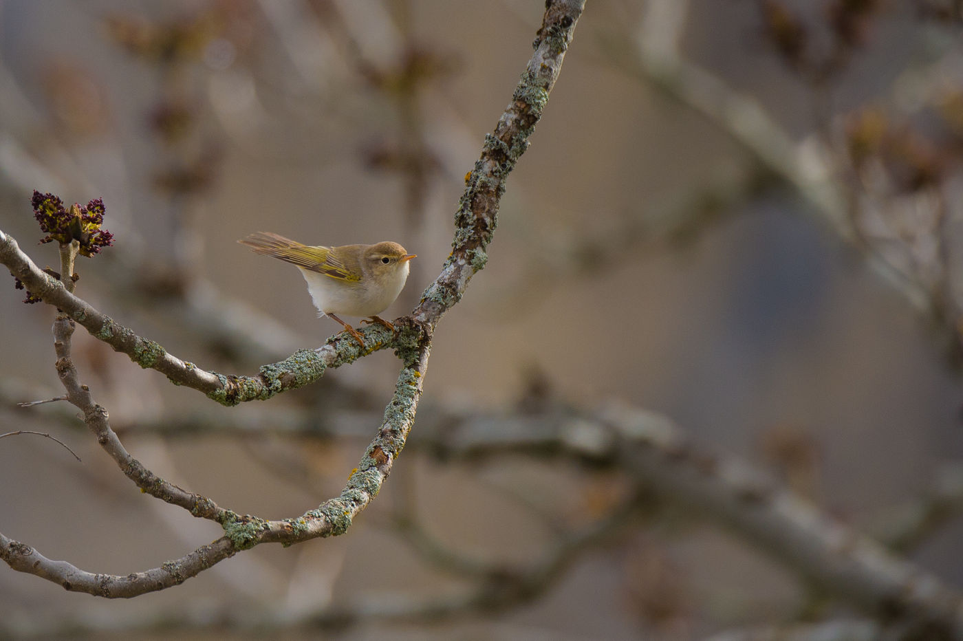 Een bergfluiter laat z'n heldere fluittoon horen. © Billy Herman