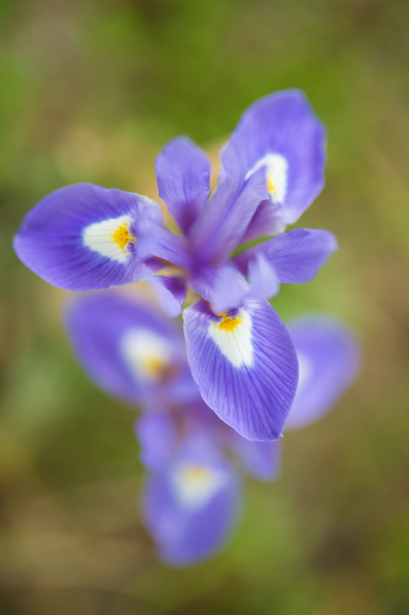 Een ontluikende iris van bovenaf bekeken. © Billy Herman