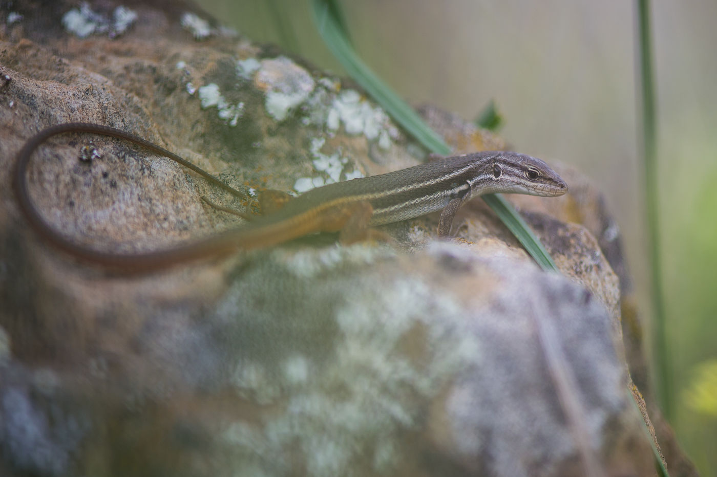 Een zandloper, een soort hagedis die rond het Middellandse Zeegebied voorkomt, in de vroege ochtenduren. © Billy Herman