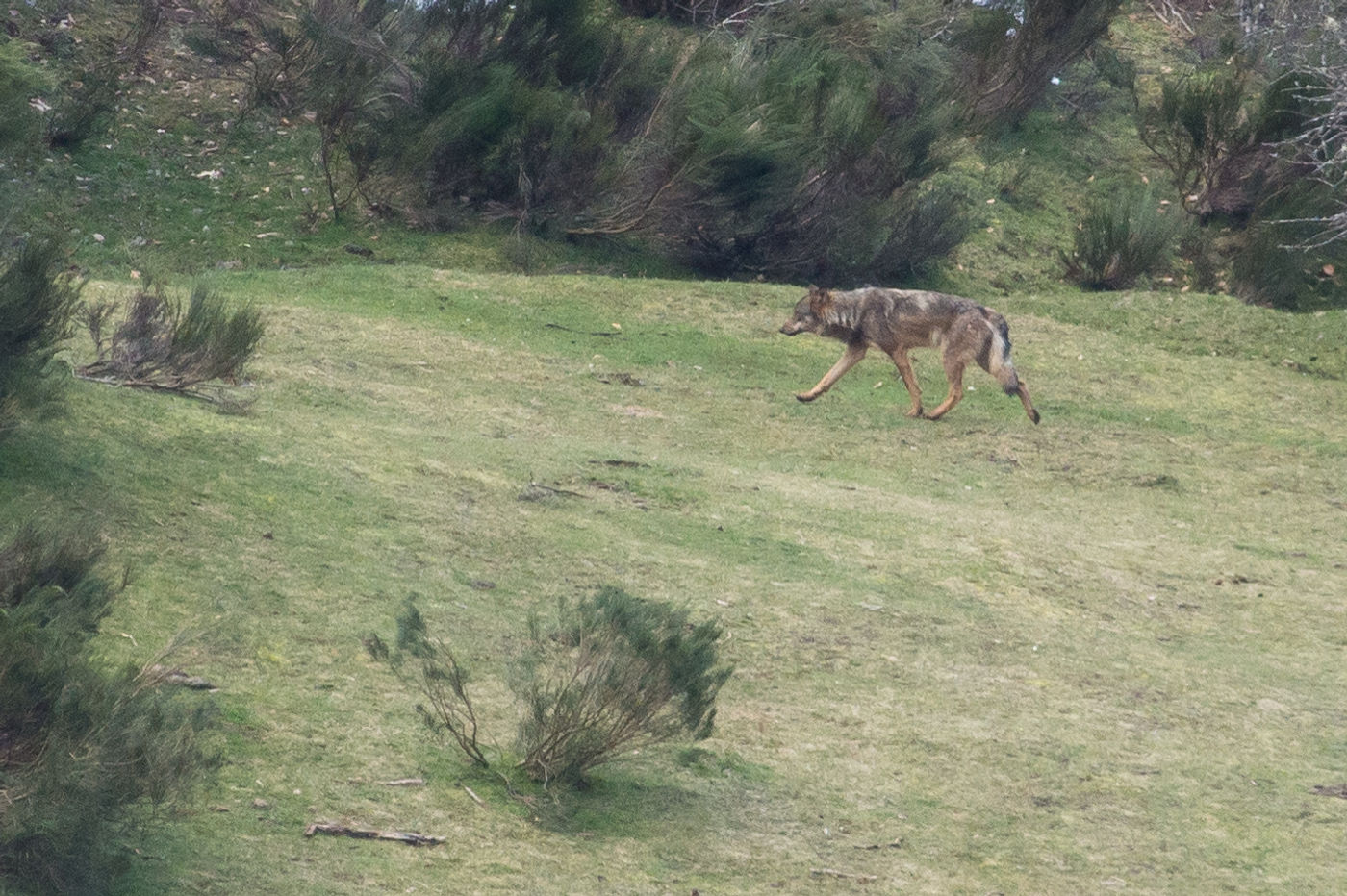 Een Iberische wolf in het habitat. © Billy Herman