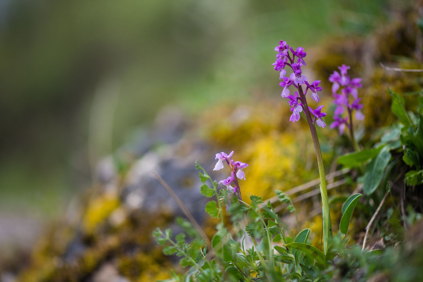 Harlekijnen zijn de algemenere orchideeën in het Spaanse binnenland. © Billy Herman