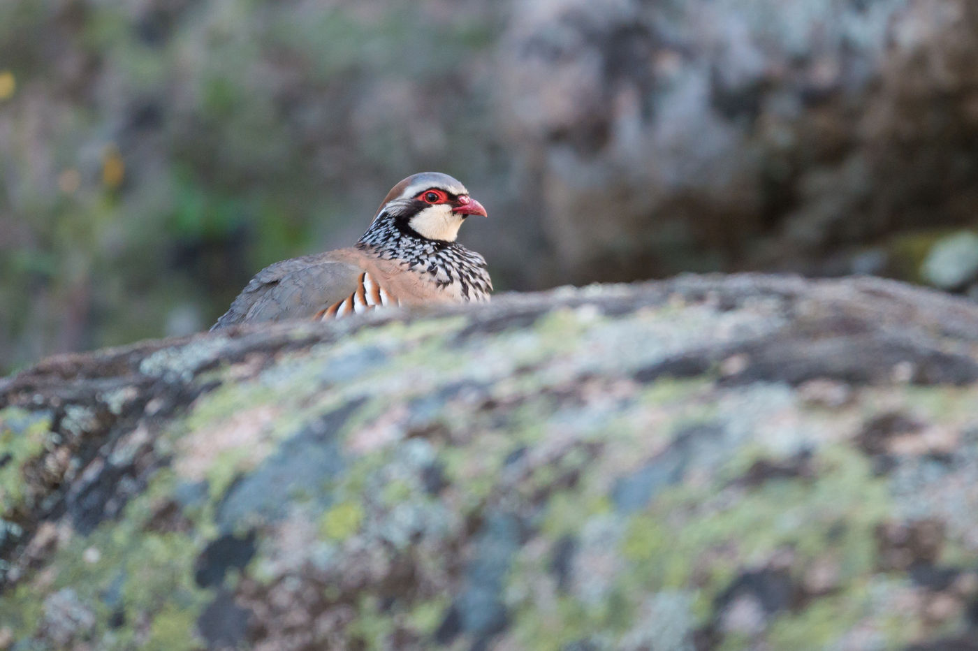 Une perdrix rouge chante depuis un point d'observation