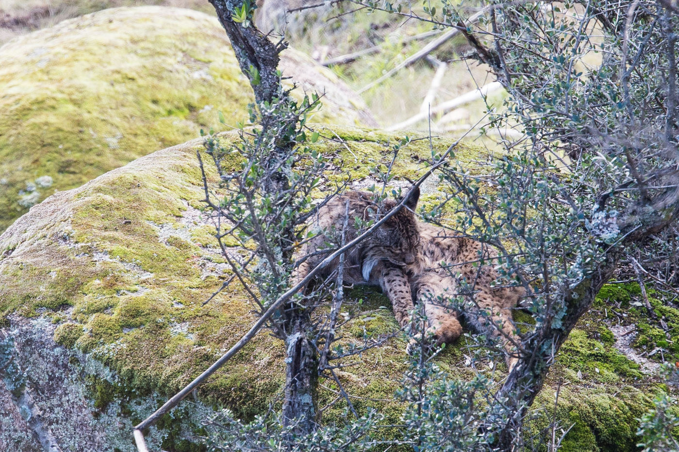 Ietwat weggestoken doet deze lynx een schoonheidswasje. © Billy Herman