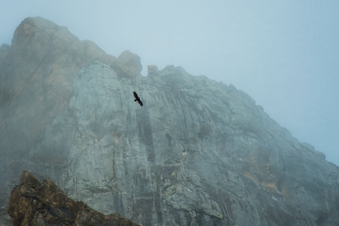 Een steenarend vliegt door de mist. © Billy Herman