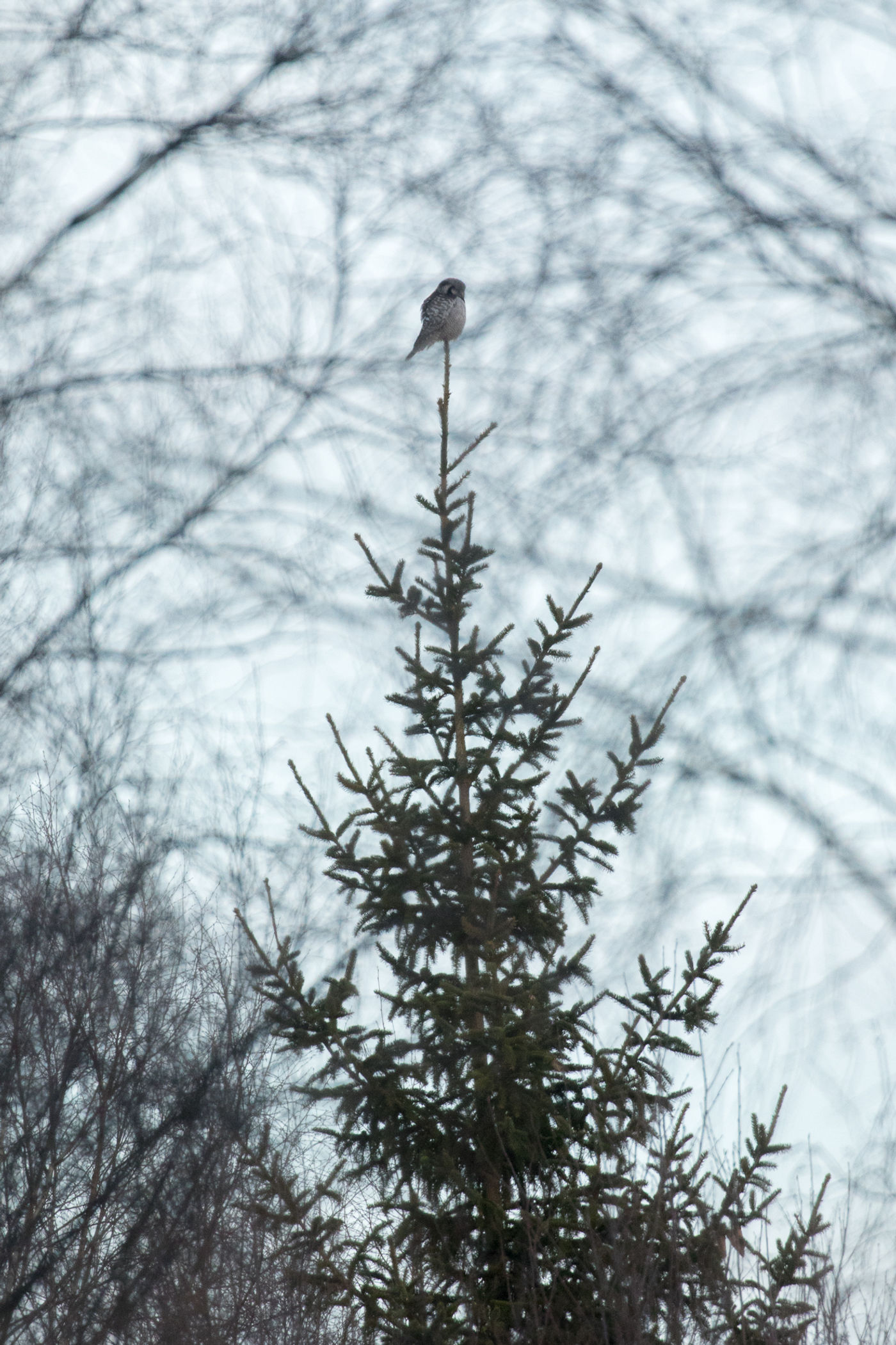 Winters Estland is één van de plekken waar je grote kans hebt om een sperweruil tegen te komen. © Johannes Jansen