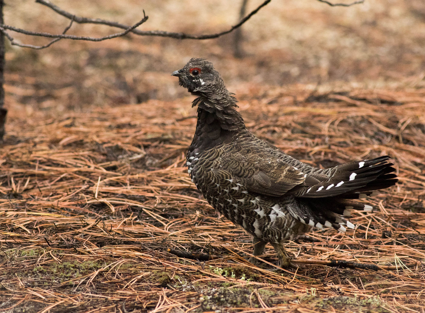 Spruce grouse is de lokale tegenhanger van onze hazelhoen, en niet altijd eenvoudig te spotten. © Joachim Bertrands