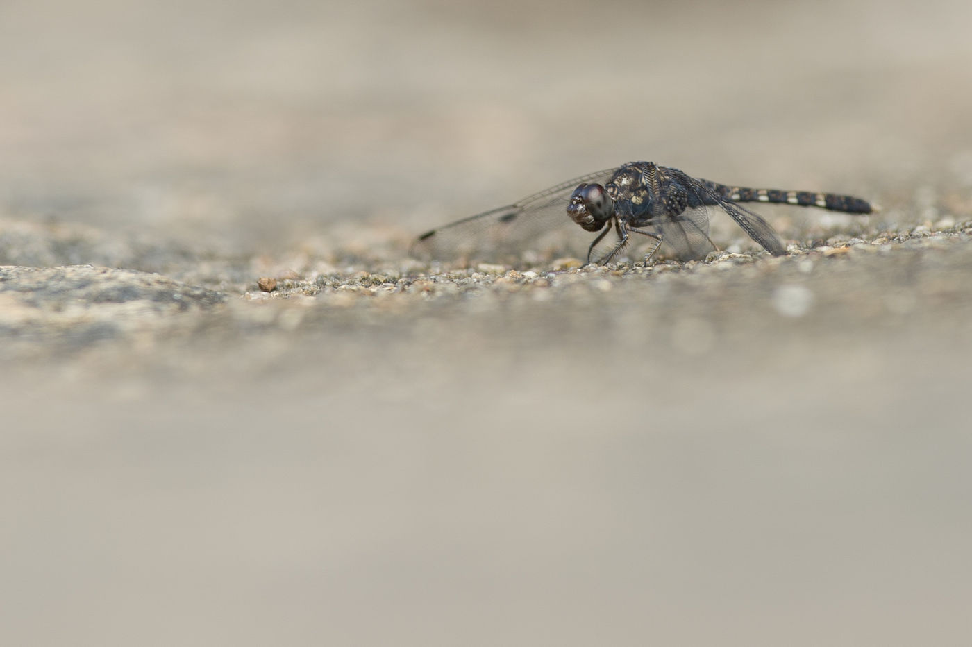 Een laag standpunt geeft een mooie wazige voorgrond en achtergrond. © Billy Herman