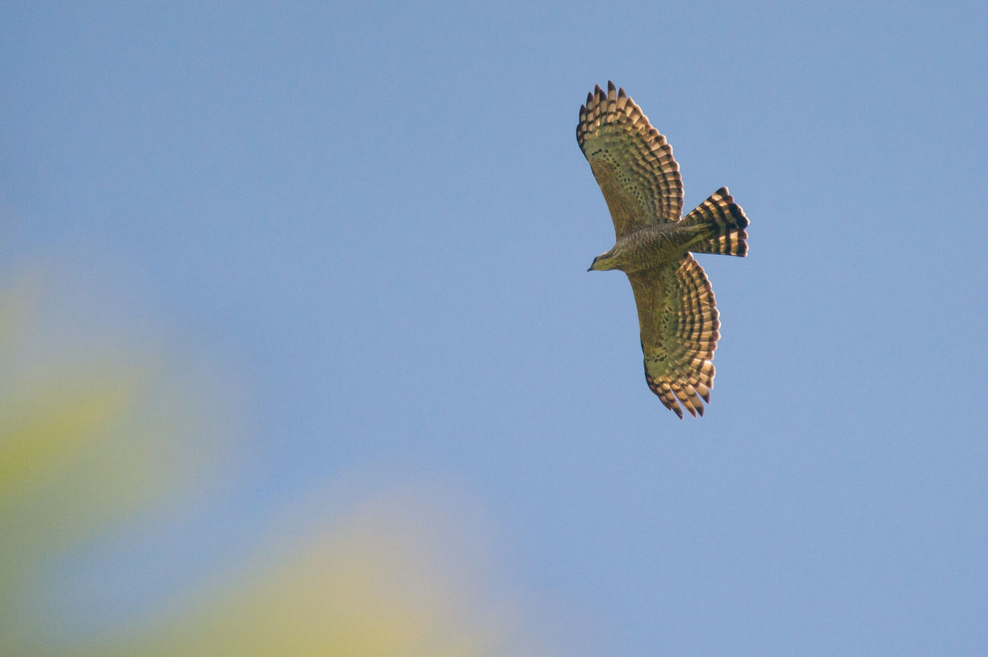 Een legge's hawk-eagle vliegt over het bospad. © Billy Herman