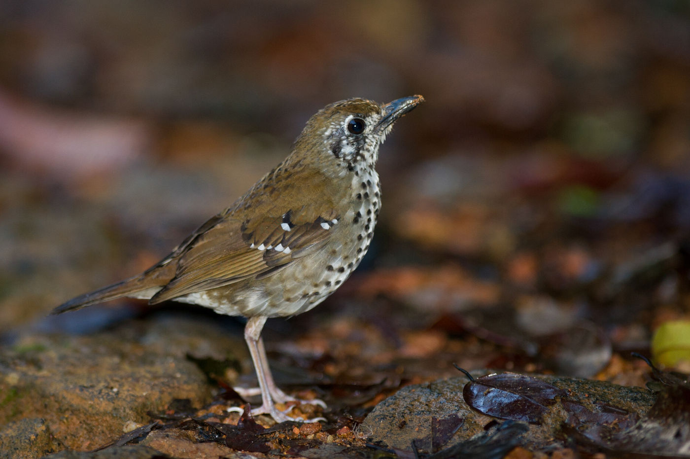 De spot-winged thrush, een verwant van de in onze contreien beter bekende goudlijster. © Billy Herman