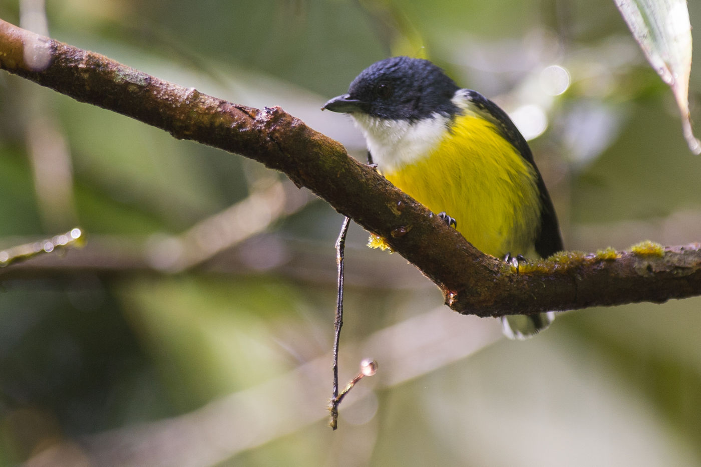 De legge's flowerpecker laat zich mooi bekijken vanop een bemoste tak. © Billy Herman