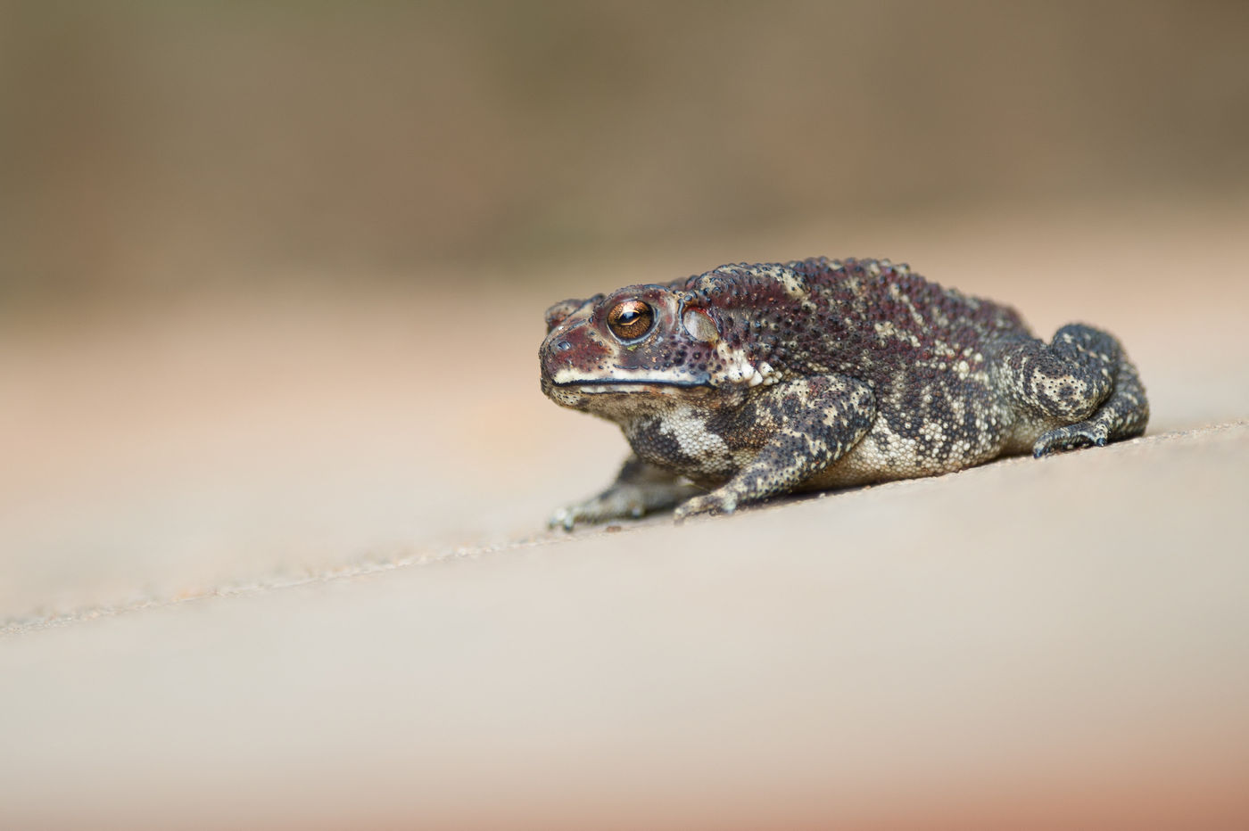 Een black-spined toad vanuit een lage hoek. © Billy Herman