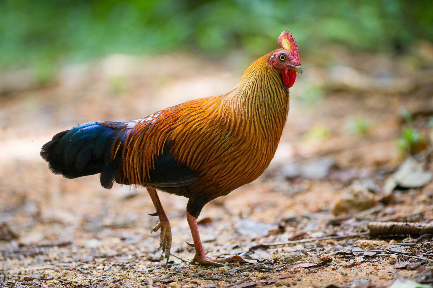 La poule sauvage (ou coq de Lafayette) se trouve aussi à Sri Lanka © Billy Herman