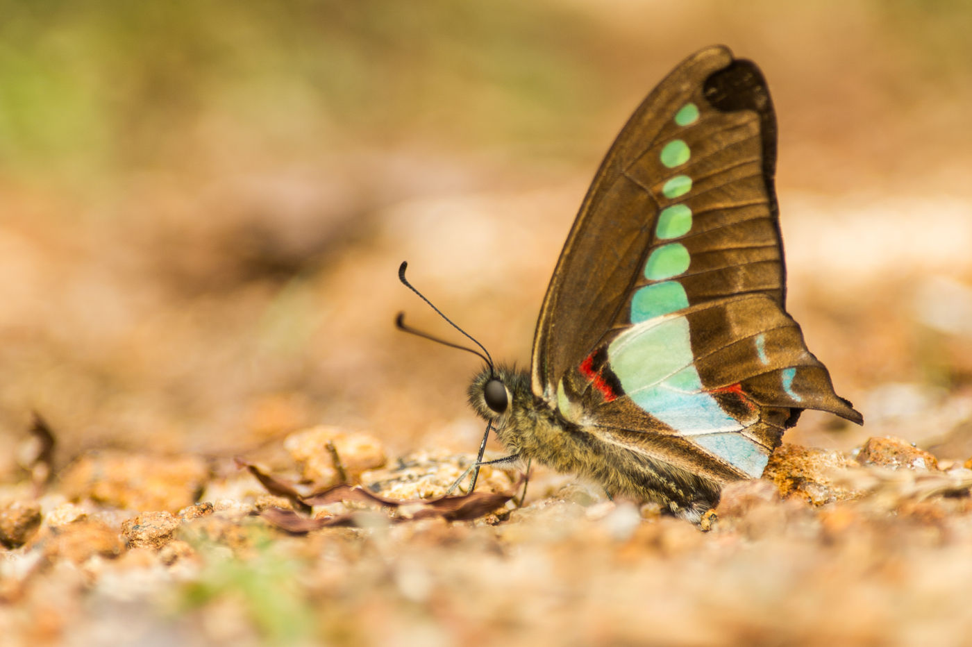 La diversité et les couleurs de papillons est impressionnante © Billy Herman