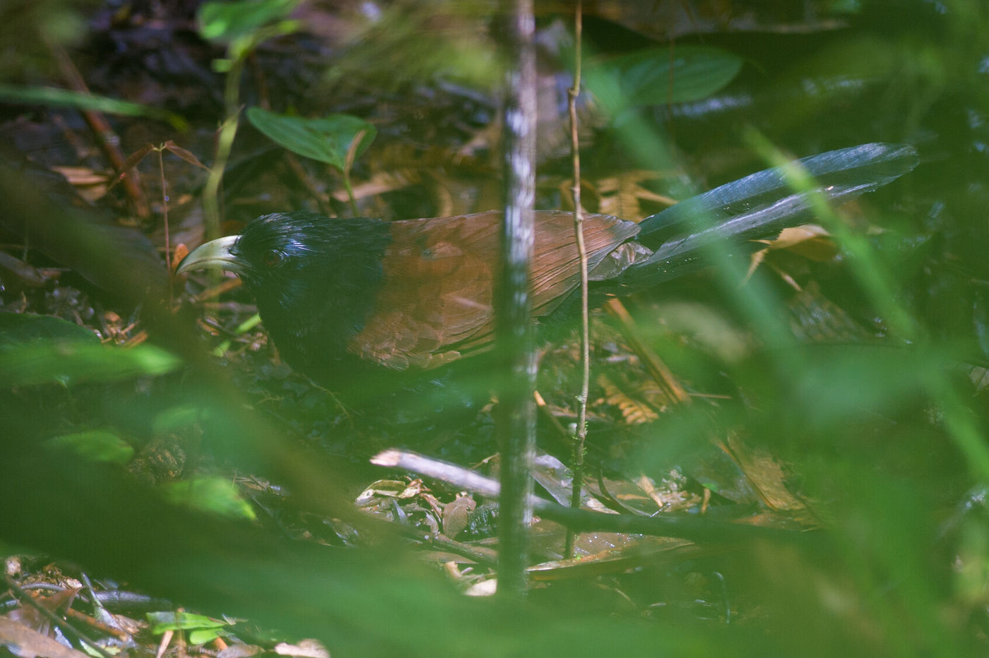 De green-billed coucal is een echte skulker van de ondergroei in het bos. © Billy Herman