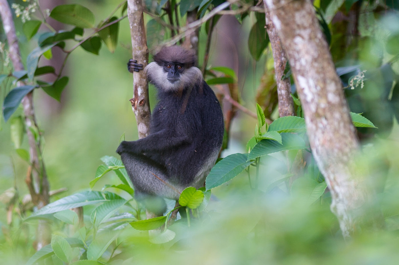 Deze purple-faced langur staart emotieloos in de lens. © Billy Herman