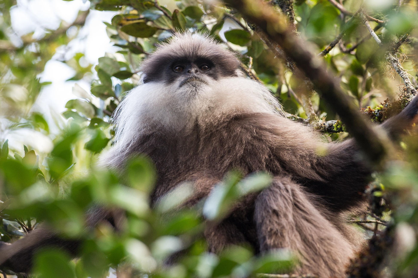 Deze purple-faced langur was niet onder de indruk van alle lenzen die op hem gericht werden. © Billy Herman