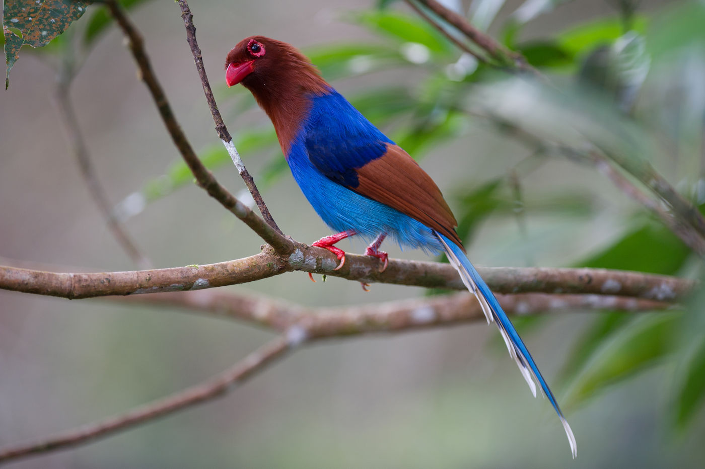 L'incroyablement colorée Sri Lanka blue magpie © Billy Herman