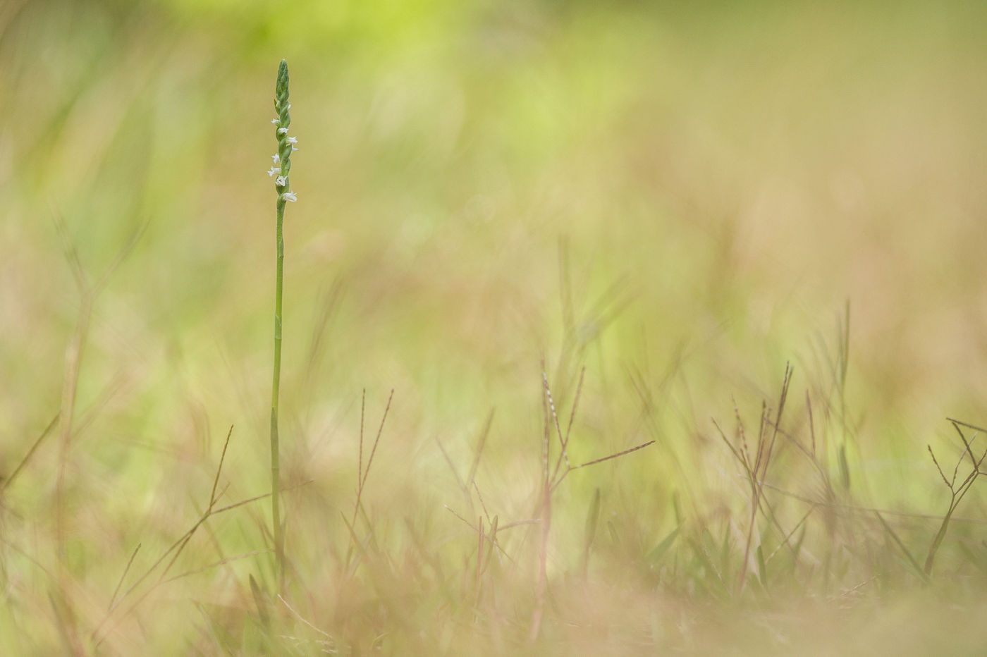 Een hoge schroeforchis in een van de graslanden. © Billy Herman