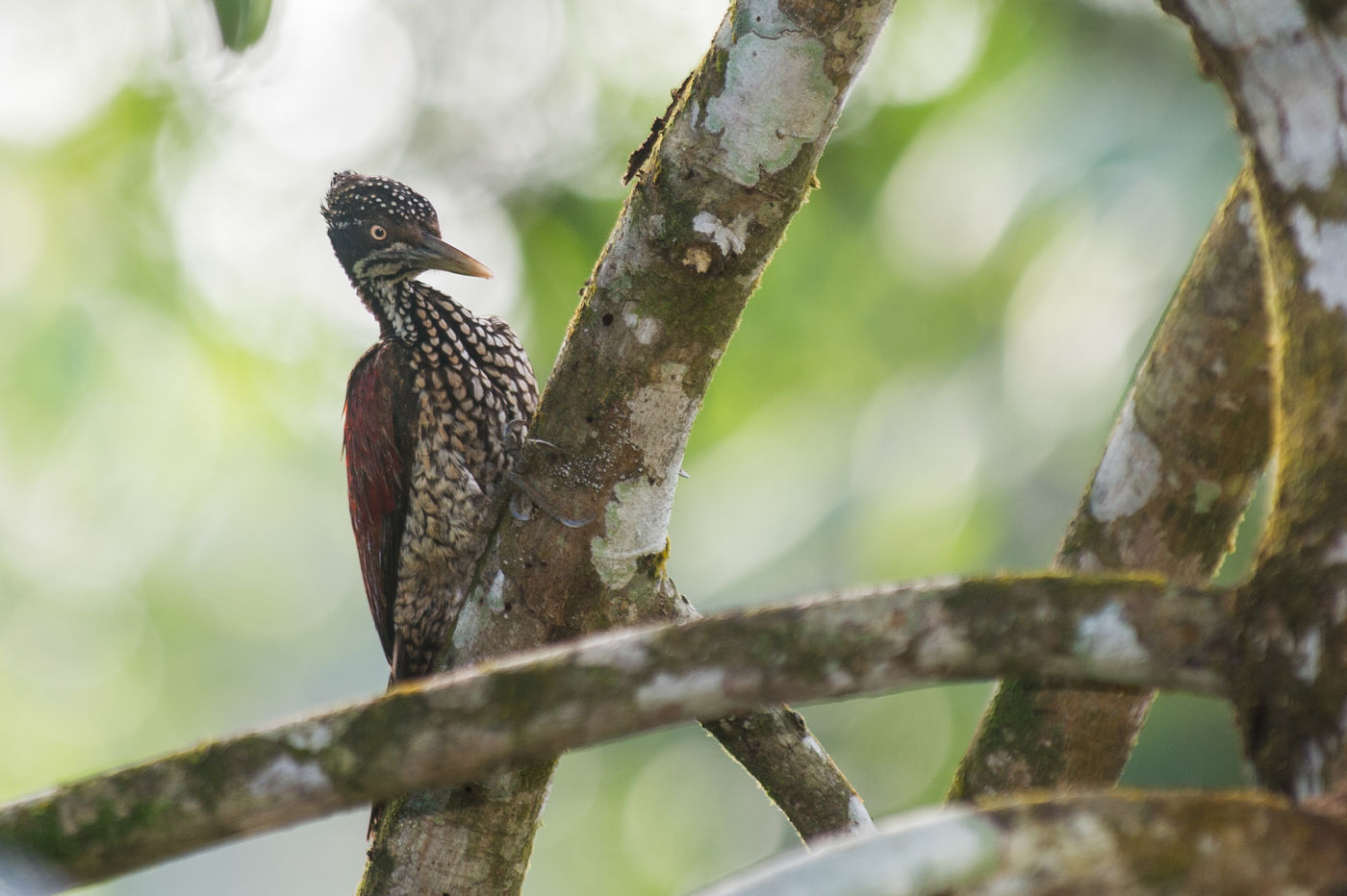 Woodpecker cherchant des insectes à quelques mètres de notre groupe © Billy Herman