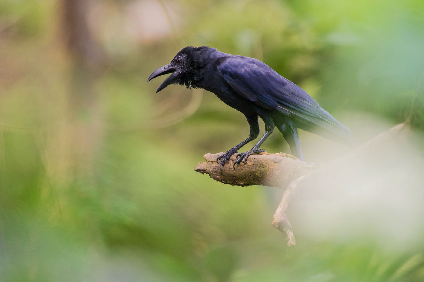 Een Indian jungle crow laat z'n rauwe roep horen. © Billy Herman