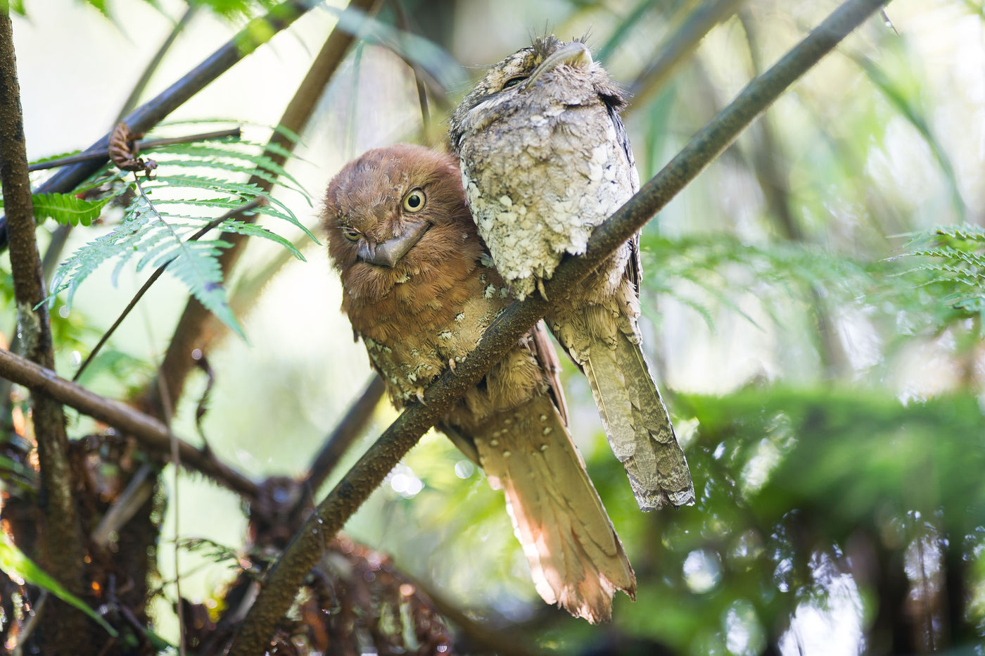 Sri Lanka frogmouth, een van de meest bizarre vogels die we zullen zien. © Billy Herman